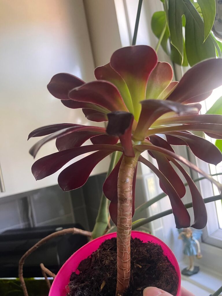 My plant made a friend! 🥰
