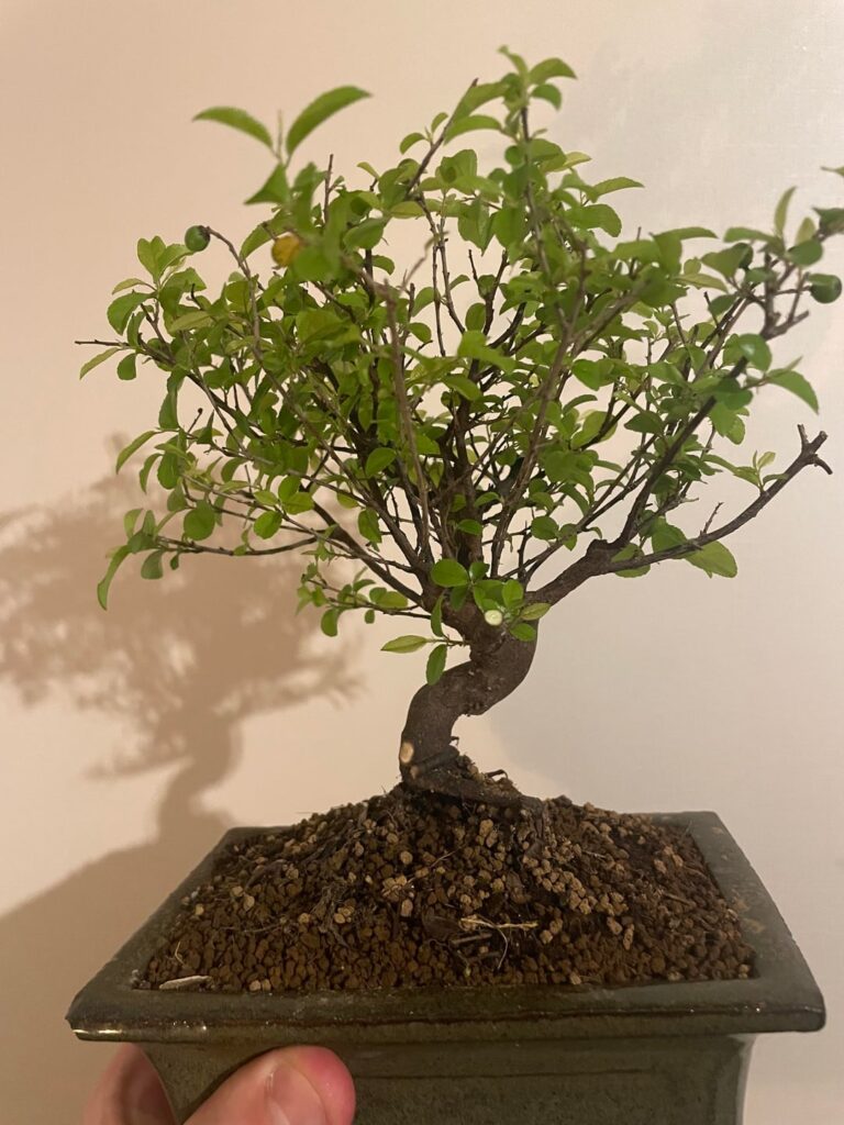 2 trees, and doubting the next step