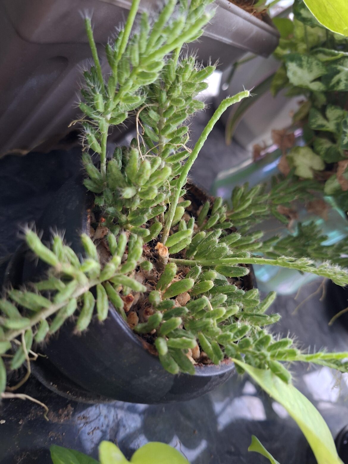 What'd be the ID, please?