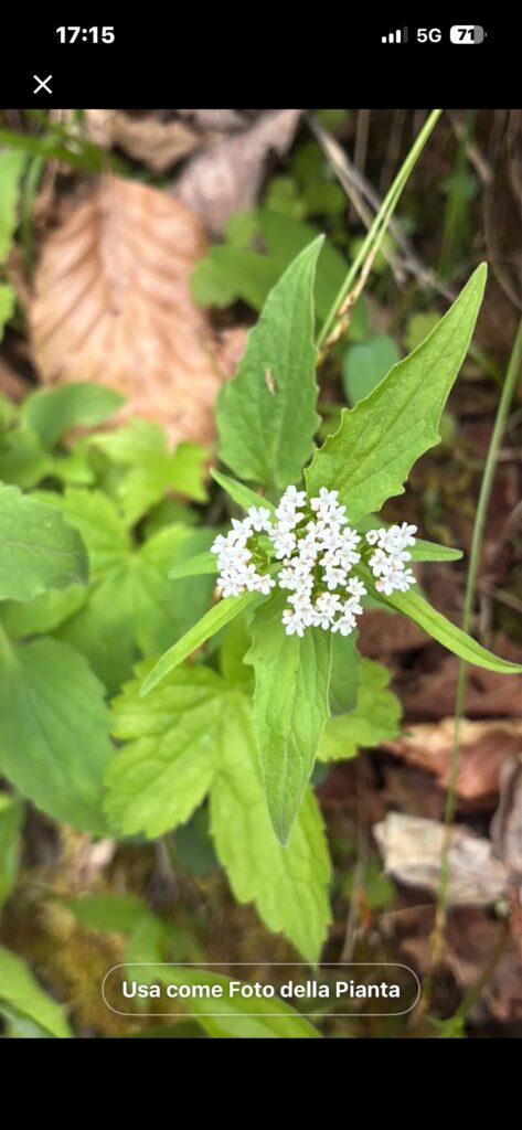 Is this valeriana montana?