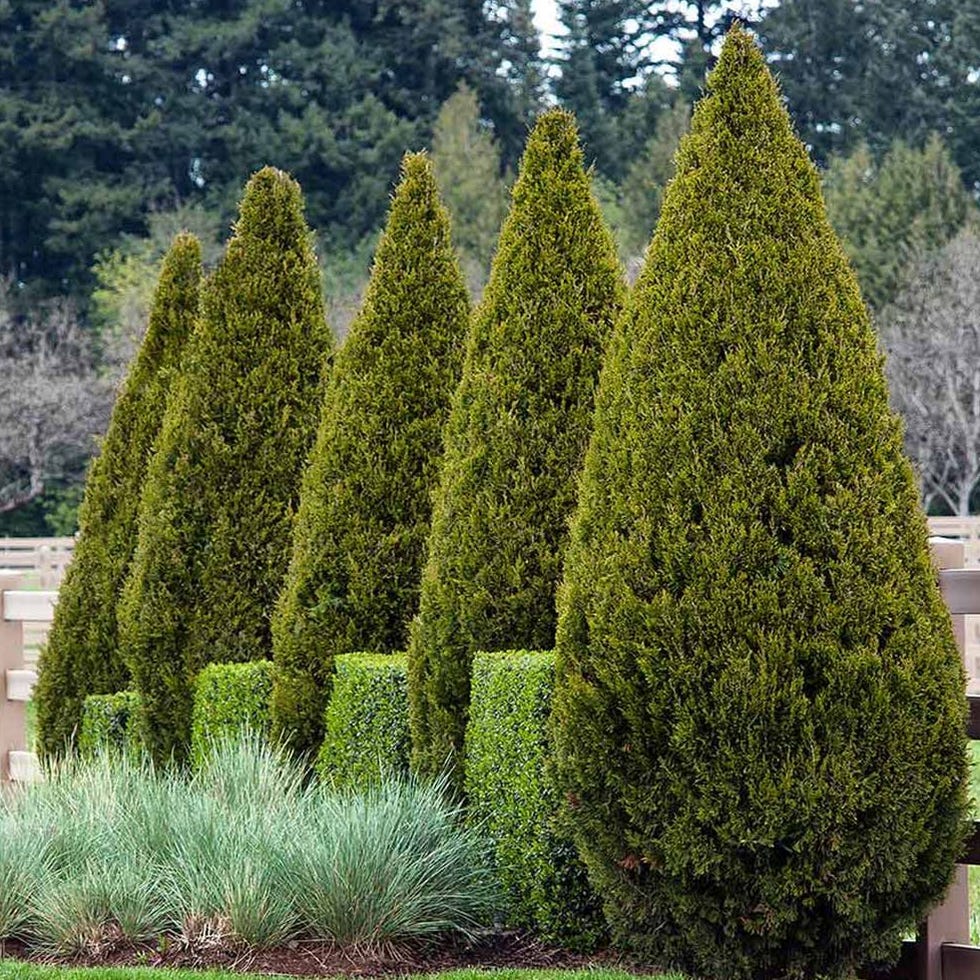 Spartan Juniper
