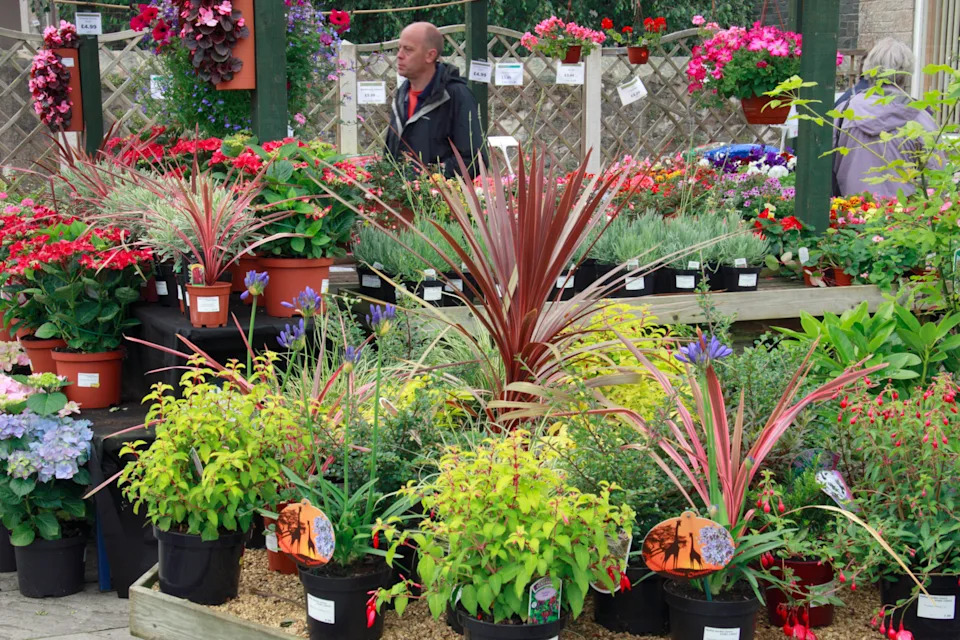 Plants for sale in a garden centre (Alamy/PA)