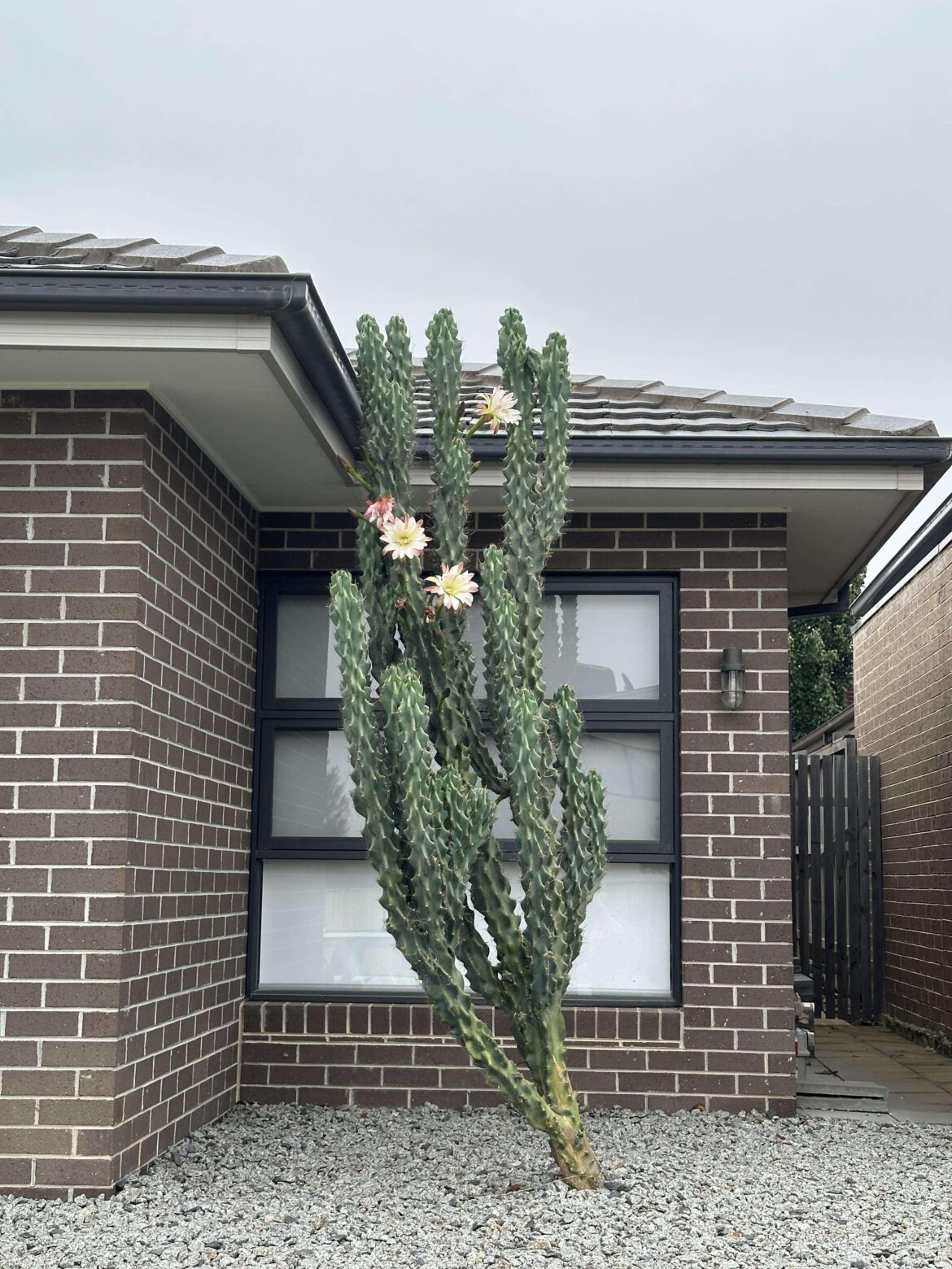 I had no idea my cactus would bloom