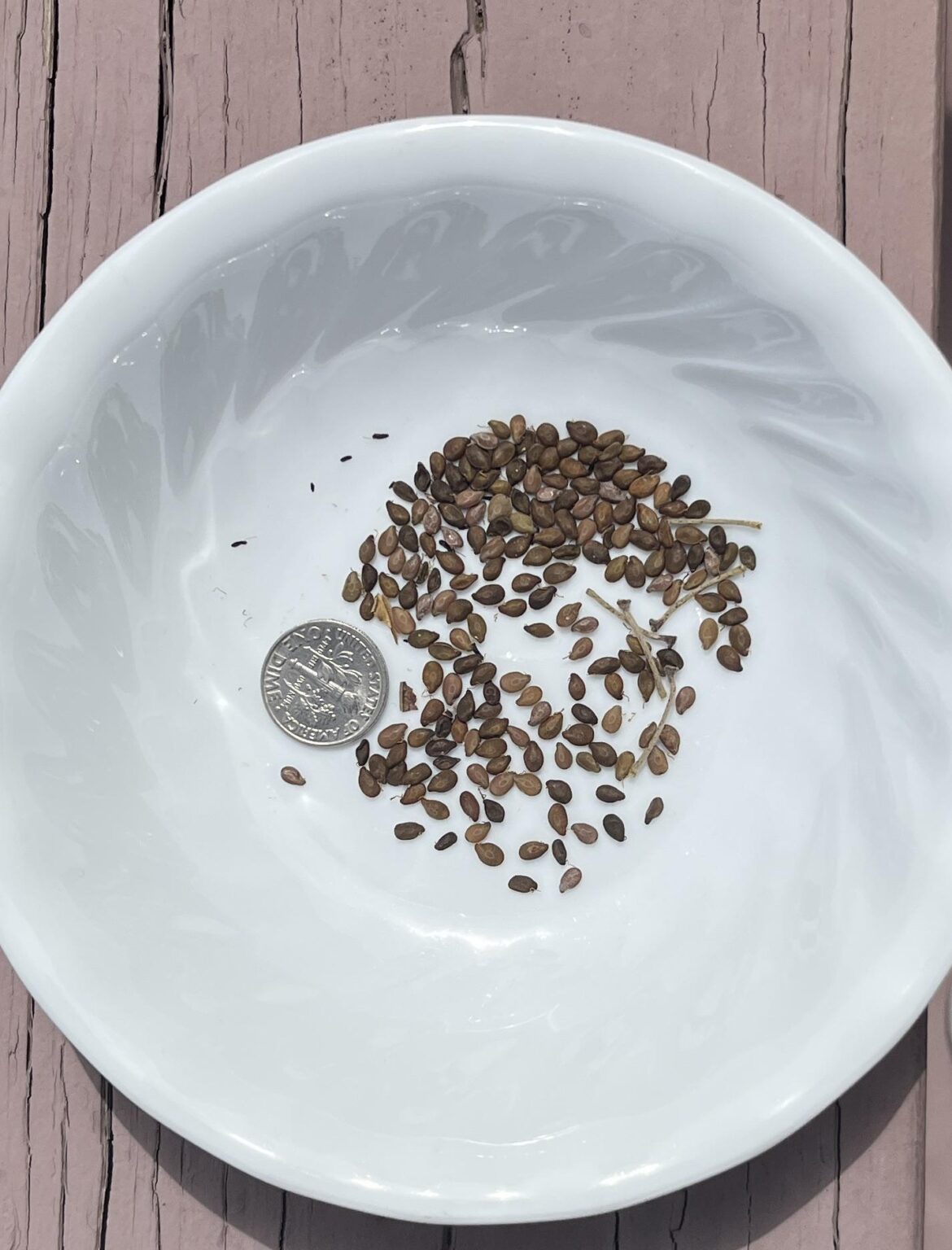 Are these Indian Blanket seeds?