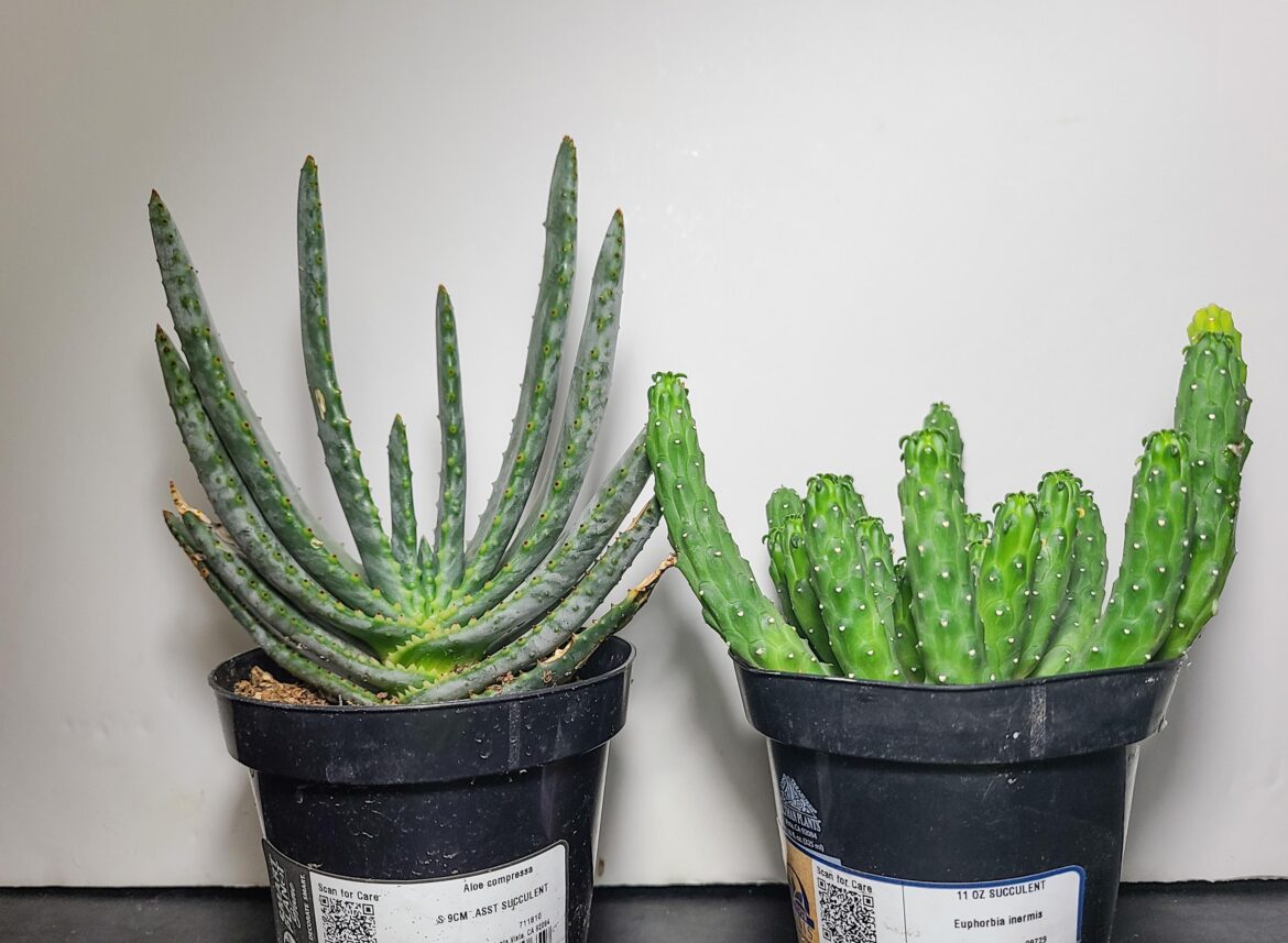 Didn't think I'd ever find Aloe compressa at a Home Depot of all places