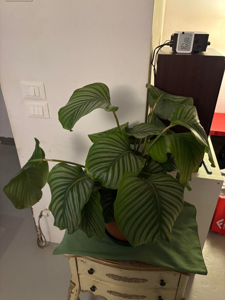 Is she Goeppertia doing fine?