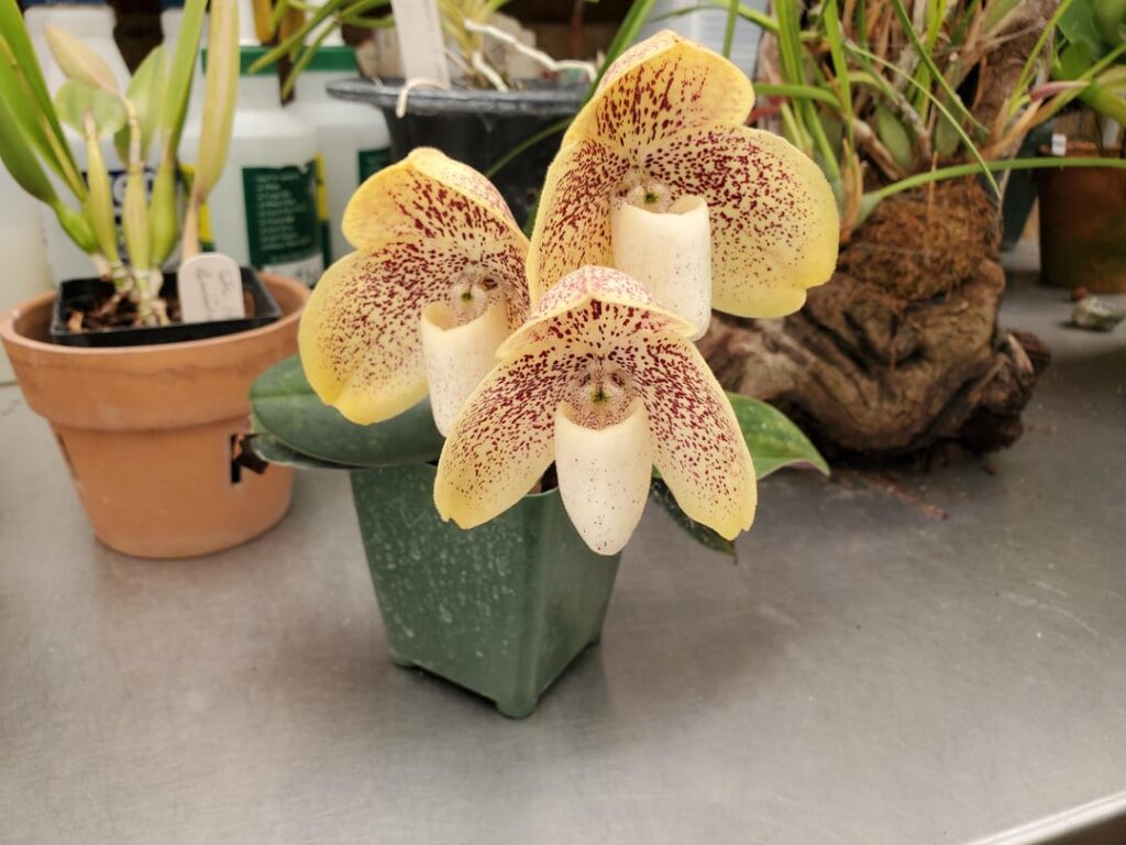 Paphiopedilum Donvischilum (concolor x leucochilum) with 3 flowers Paphiopedilum Donvischilum (concolor x leucochilum) with 3 flowers