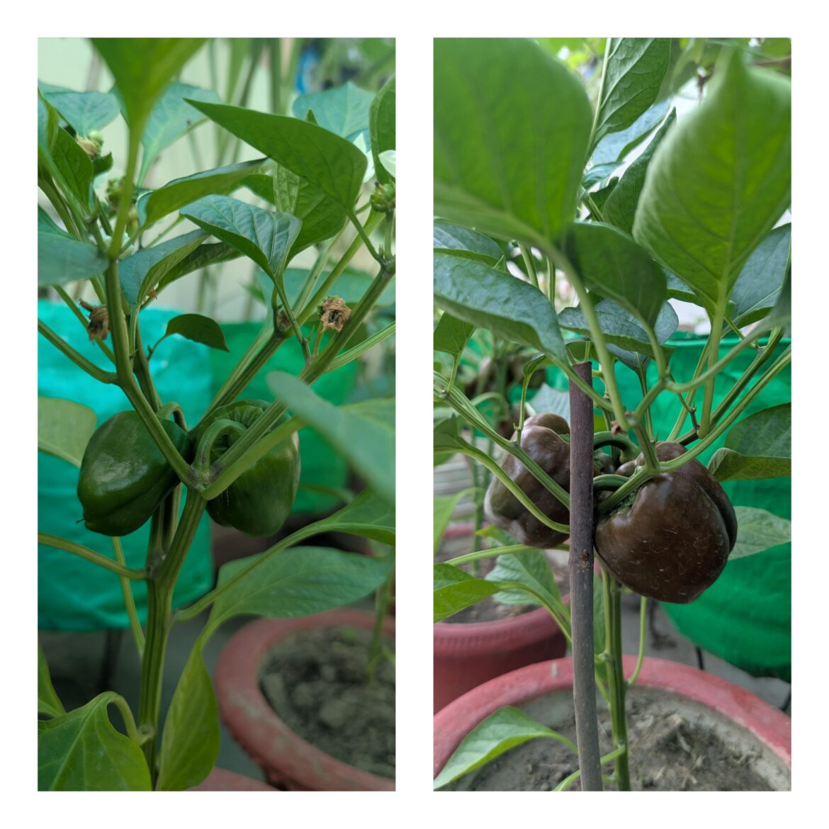 I am so happy with my bell peppers growth.. and just wanted to share with the people who would be happy to see them