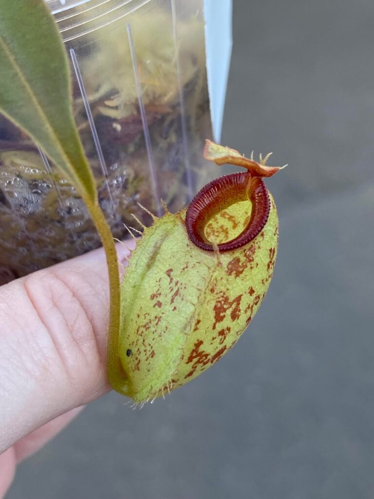 Plant fair nepenthes haul