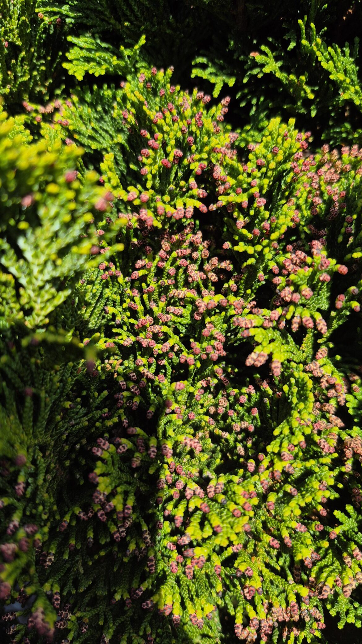 The Hinoki branch I’m trying to air layer has decided to flower The Hinoki branch I'm trying to air layer has decided to flower