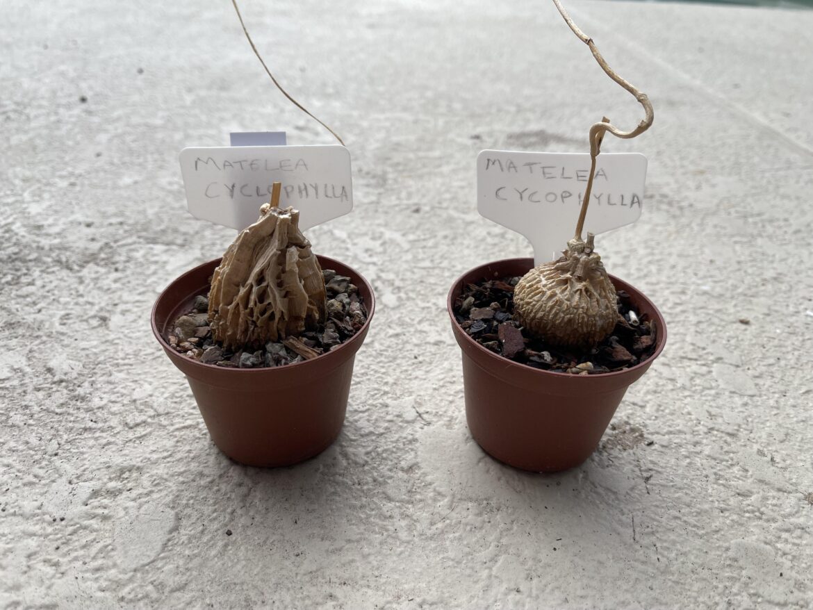 Matelea Cyclophylla