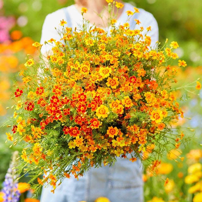 The Only Annual Flower You Need to Plant