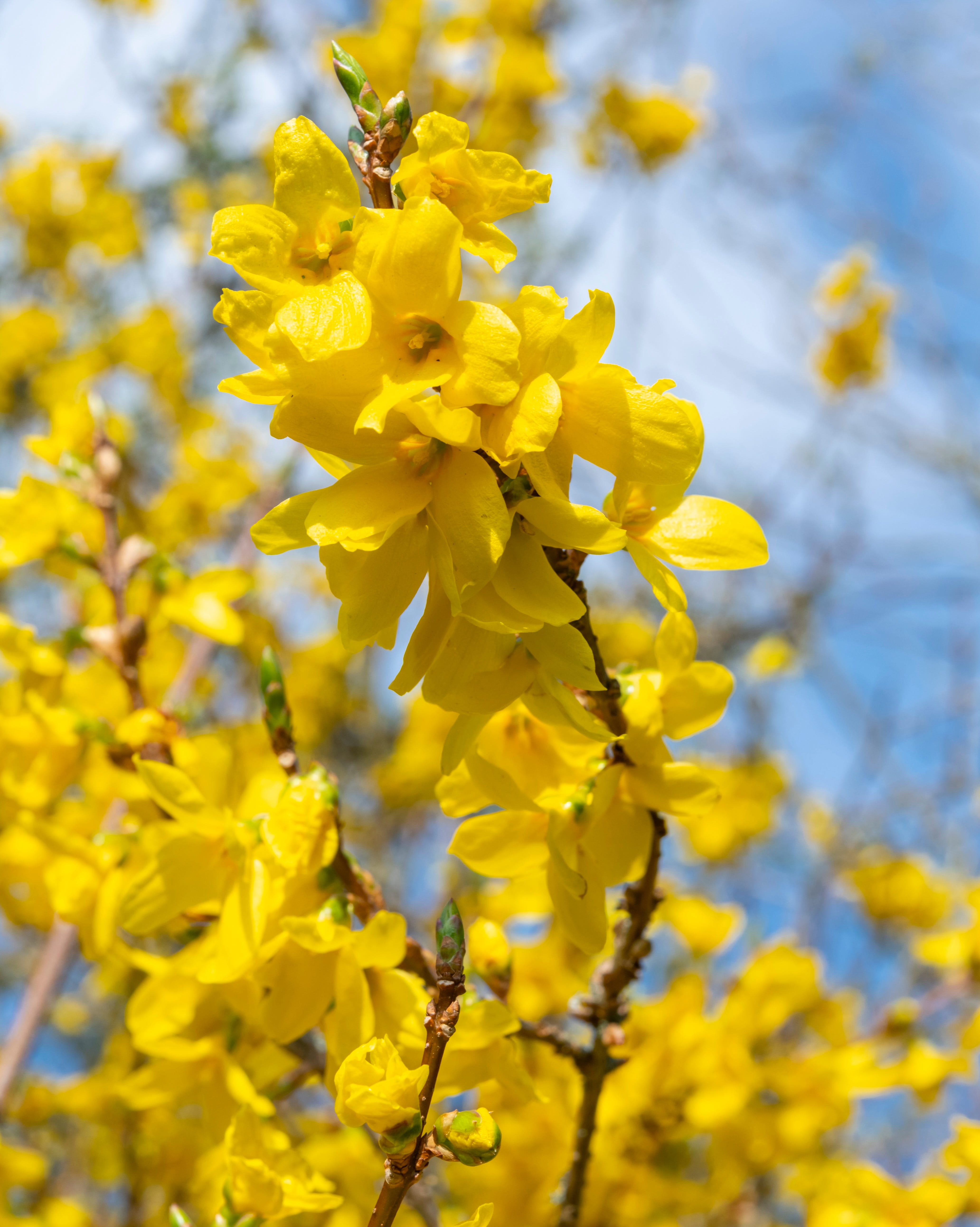 a hardy shrub with masses of yellow flowers on bare branches