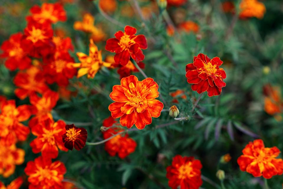 if you plant one annual marigold