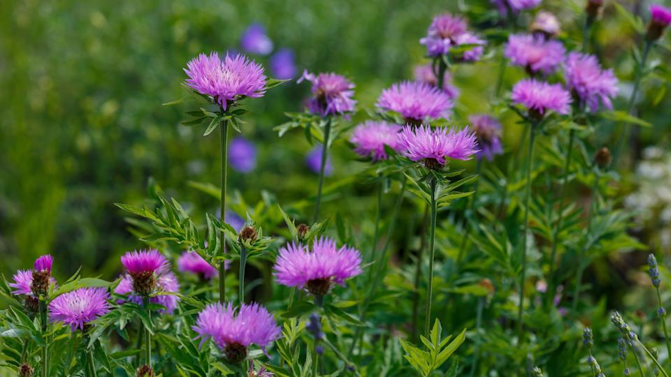 Flower_Garden / Shutterstock.com