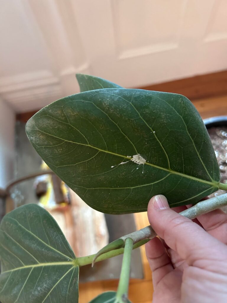 Audrey Ficus help - what’s happening to the leaves??