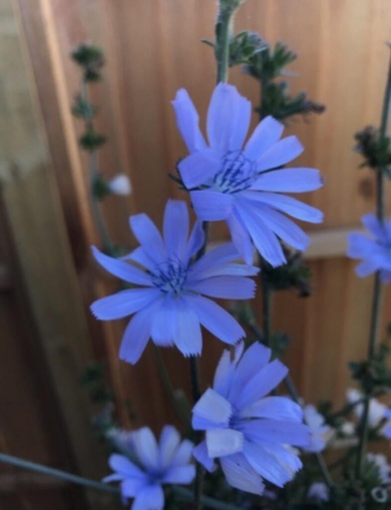 Lettuce flowers