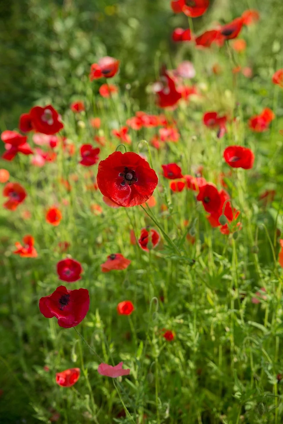 self seeding flowers poppies