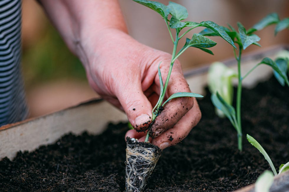 Planting Seedlings are you planting tomatoes too early
