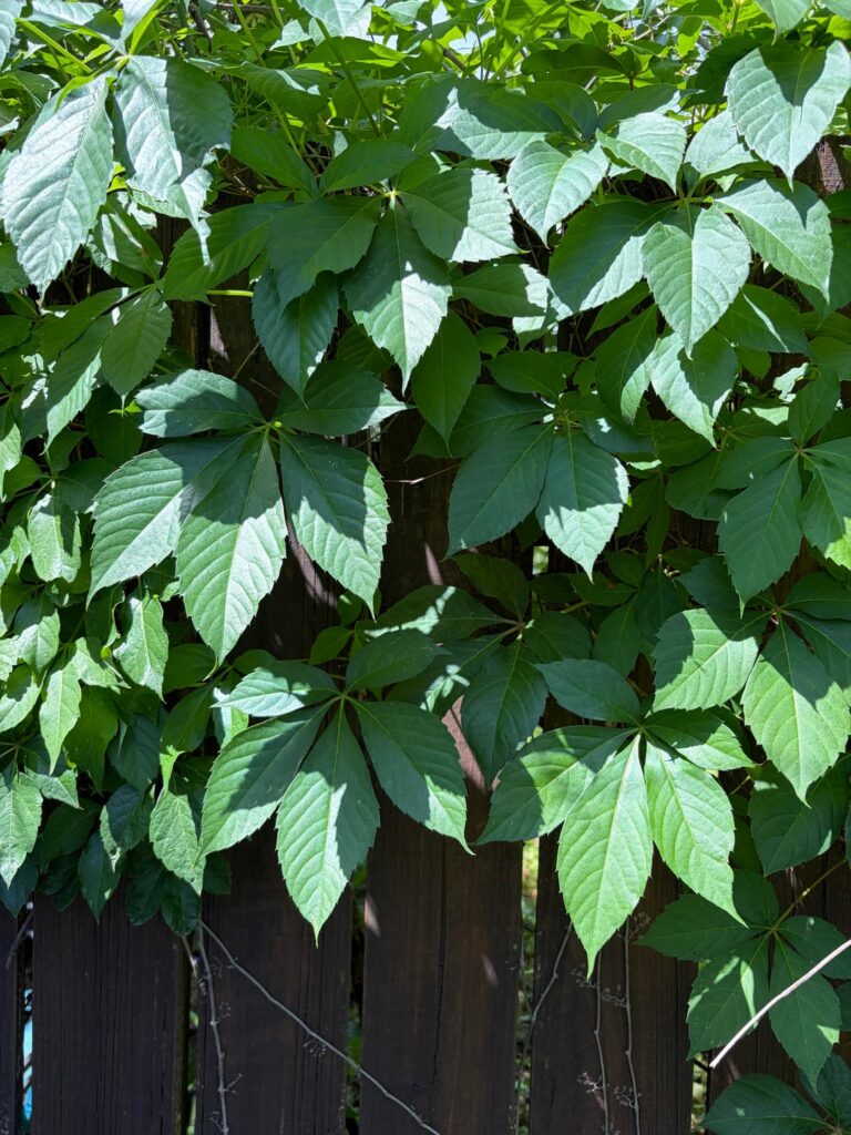 What plants are these? What plants are these?