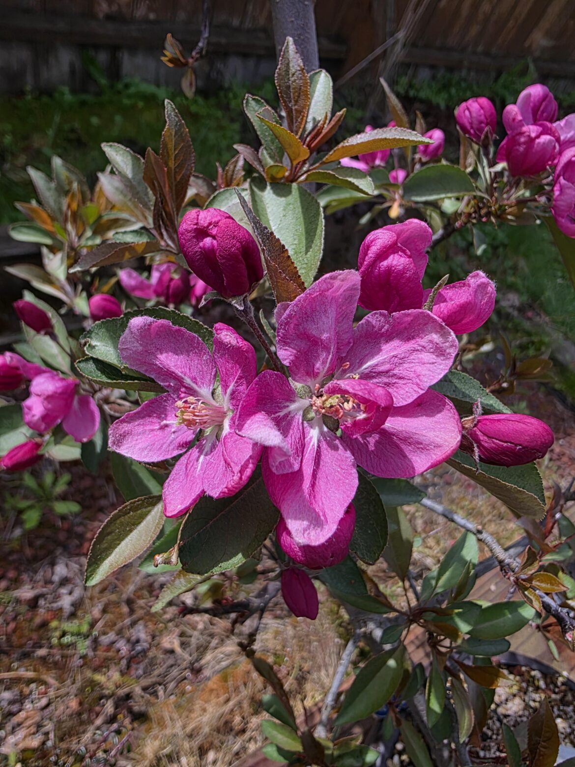 a couple nice blossoms from the crabapple I'm working on