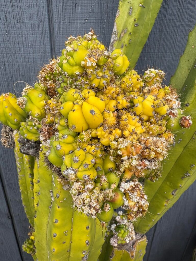 This is witches broom right? This is witches broom right?