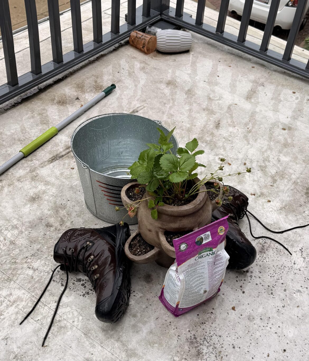Should I bring my strawberry inside? Should I bring my strawberry inside?