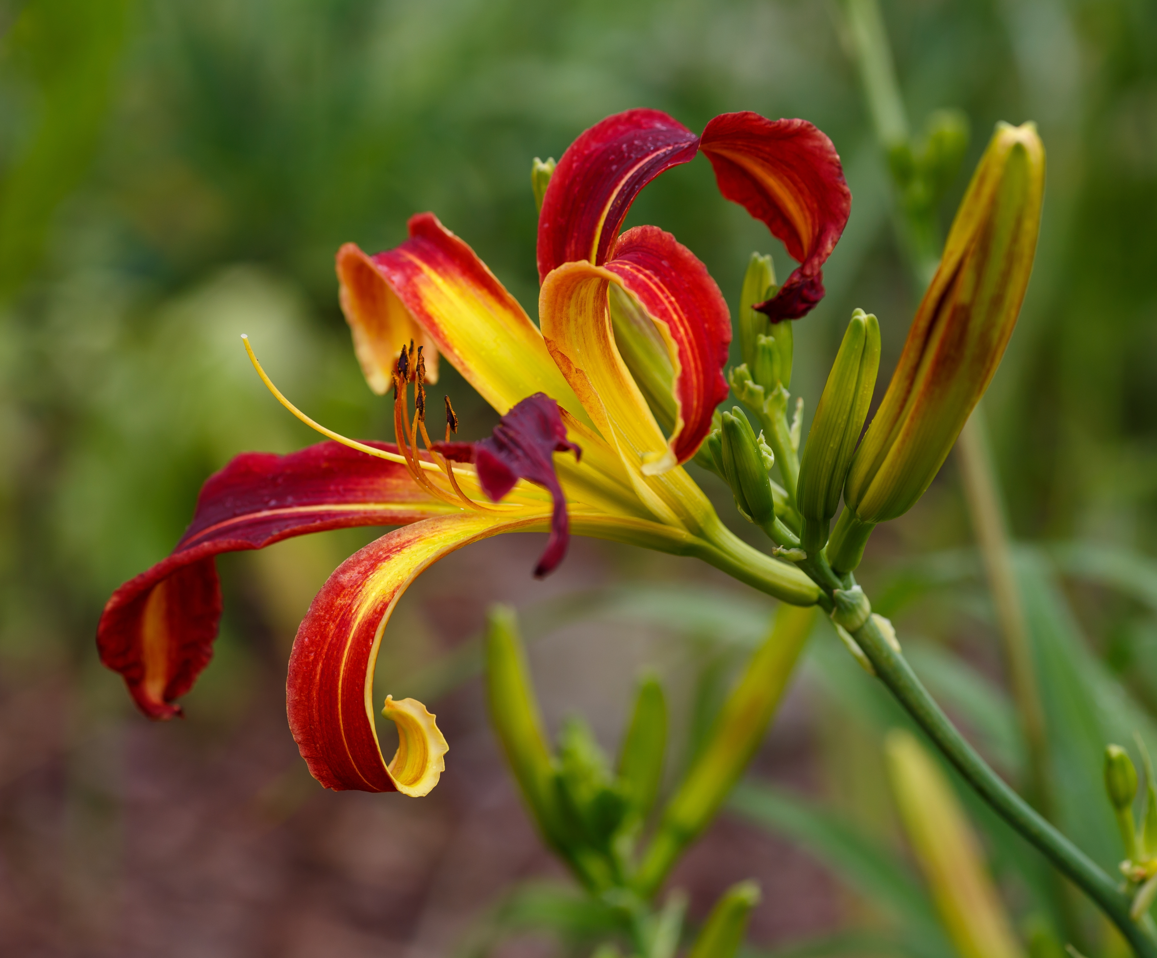 Close-up of a 'Autumn Red' Daylily with a red, star-shaped flower and a yellow throat.
