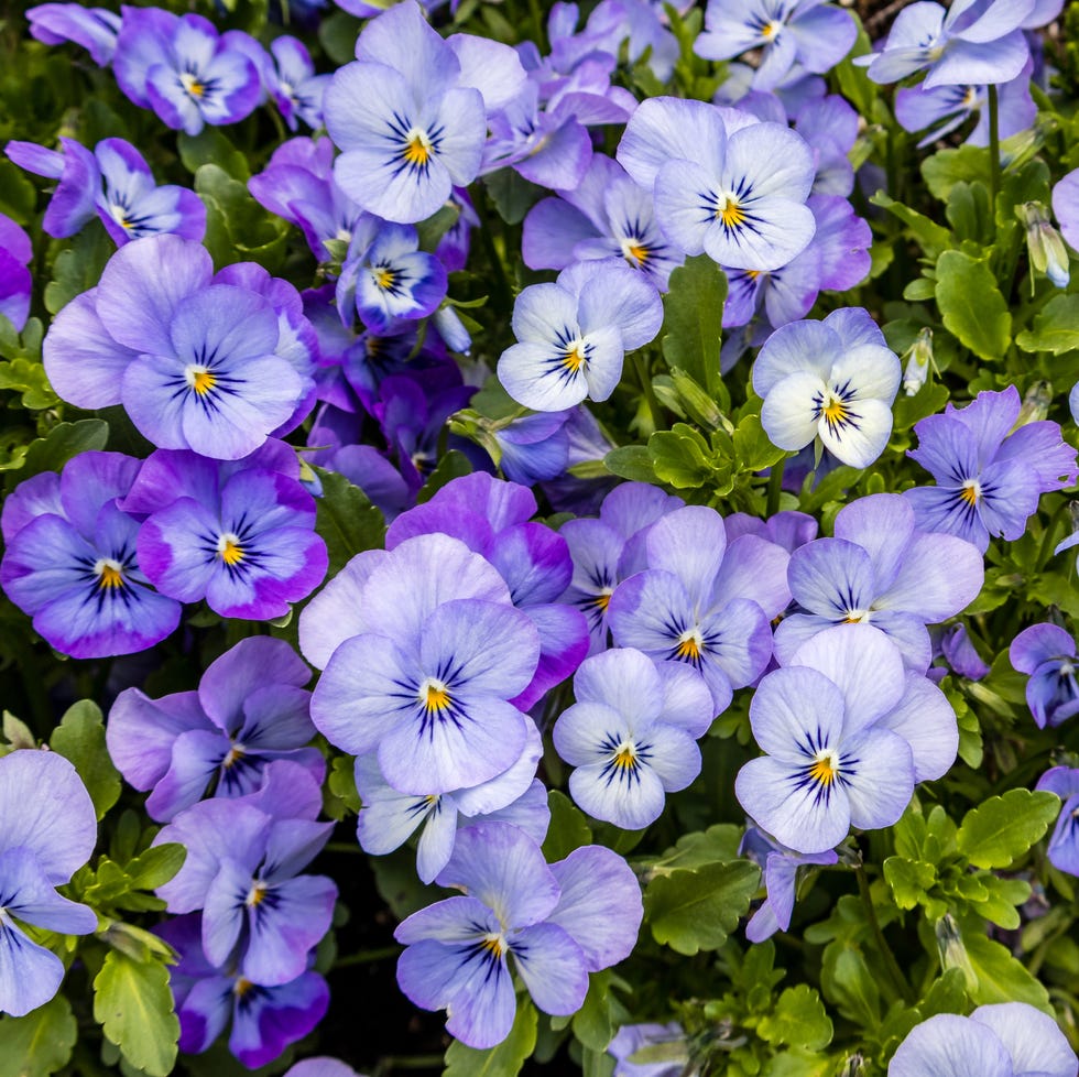 johnny jump up (viola tricolor)