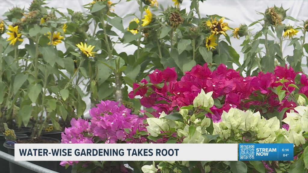 South Texas Botanical Gardens hosts ‘Water-Smart Plant Sale’ amid drought conditions South Texas Botanical Gardens hosts 'Water-Smart Plant Sale' amid drought conditions