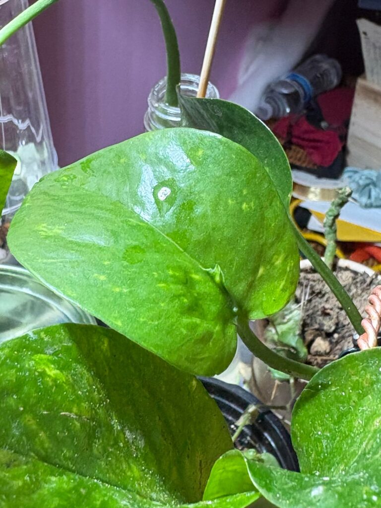 What’s this on my pothos?