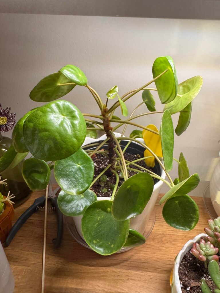I repotted yesterday to a chunkier mix due to soil not draining well. I did lose some roots in the process. Now leaves are droopy. Will she recover or did I just kill this plant?