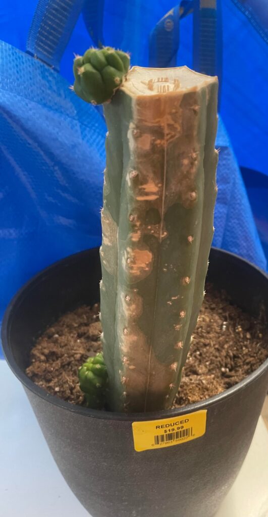 Farmers market buy, nursed but confused. Farmers market buy, nursed but confused.