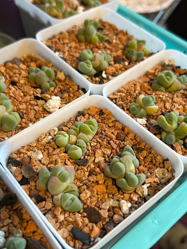 I like big (photo) dumps! 💚