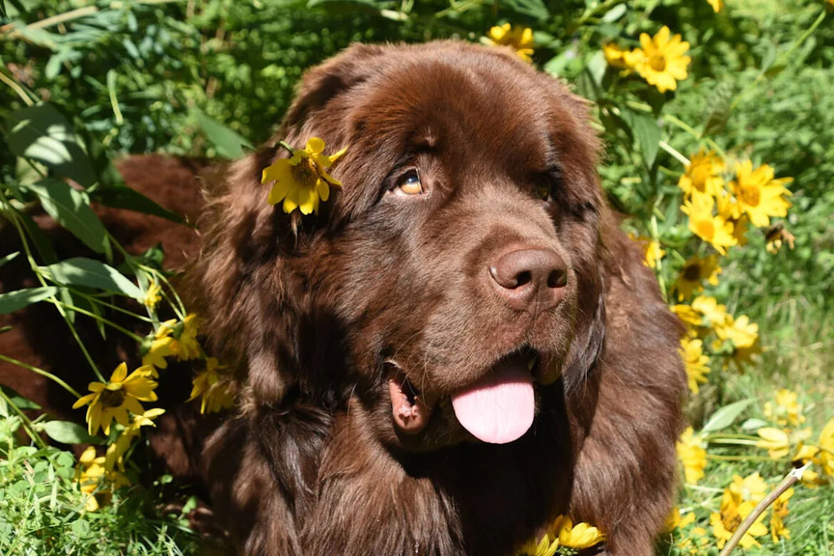 Giant Newfie Helps Tiny Grandma Garden in the Cutest Way Possible Giant Newfie Helps Tiny Grandma Garden in the Cutest Way Possible