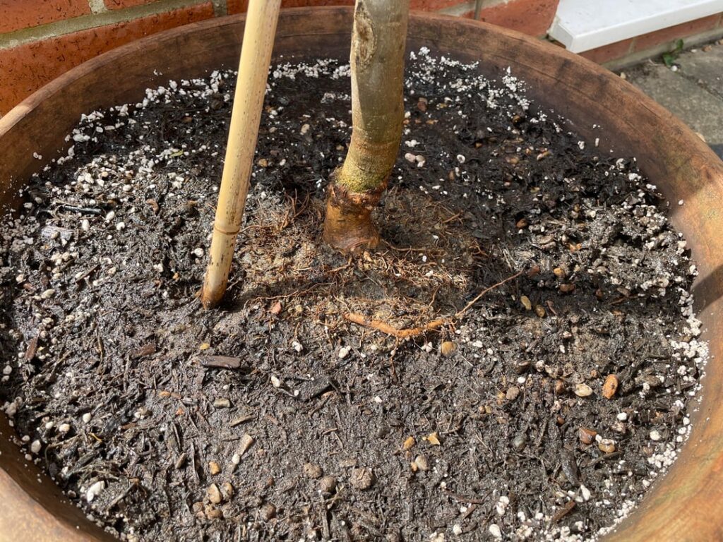 Olive Tree Flare