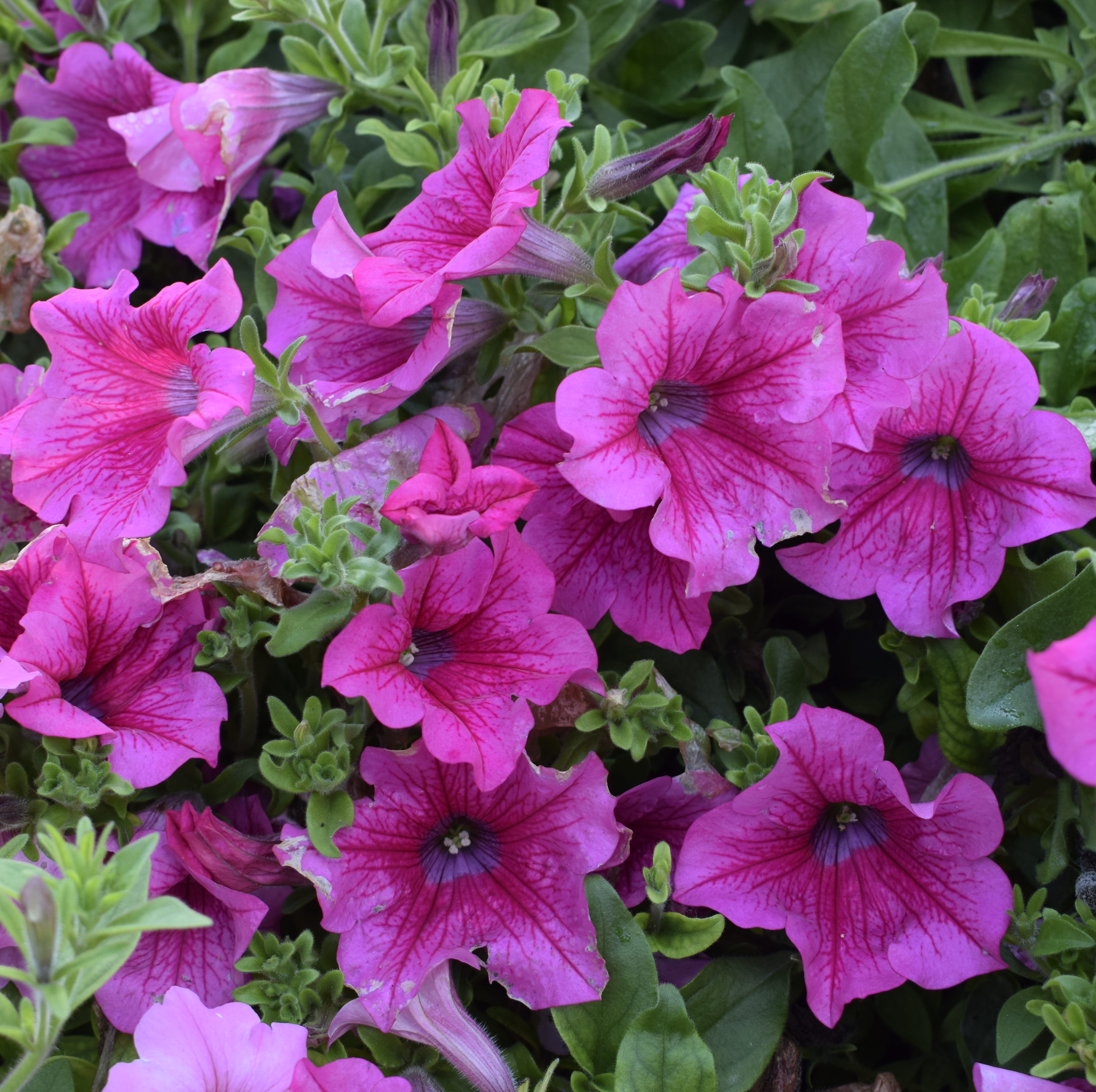 vibrant pink petunia flowers blooming in a garden, captured from a high angle view