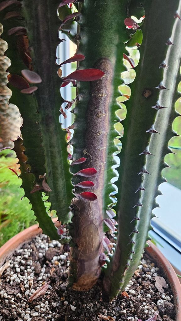 Rot or corking? (Euphorbia trigona rubra)