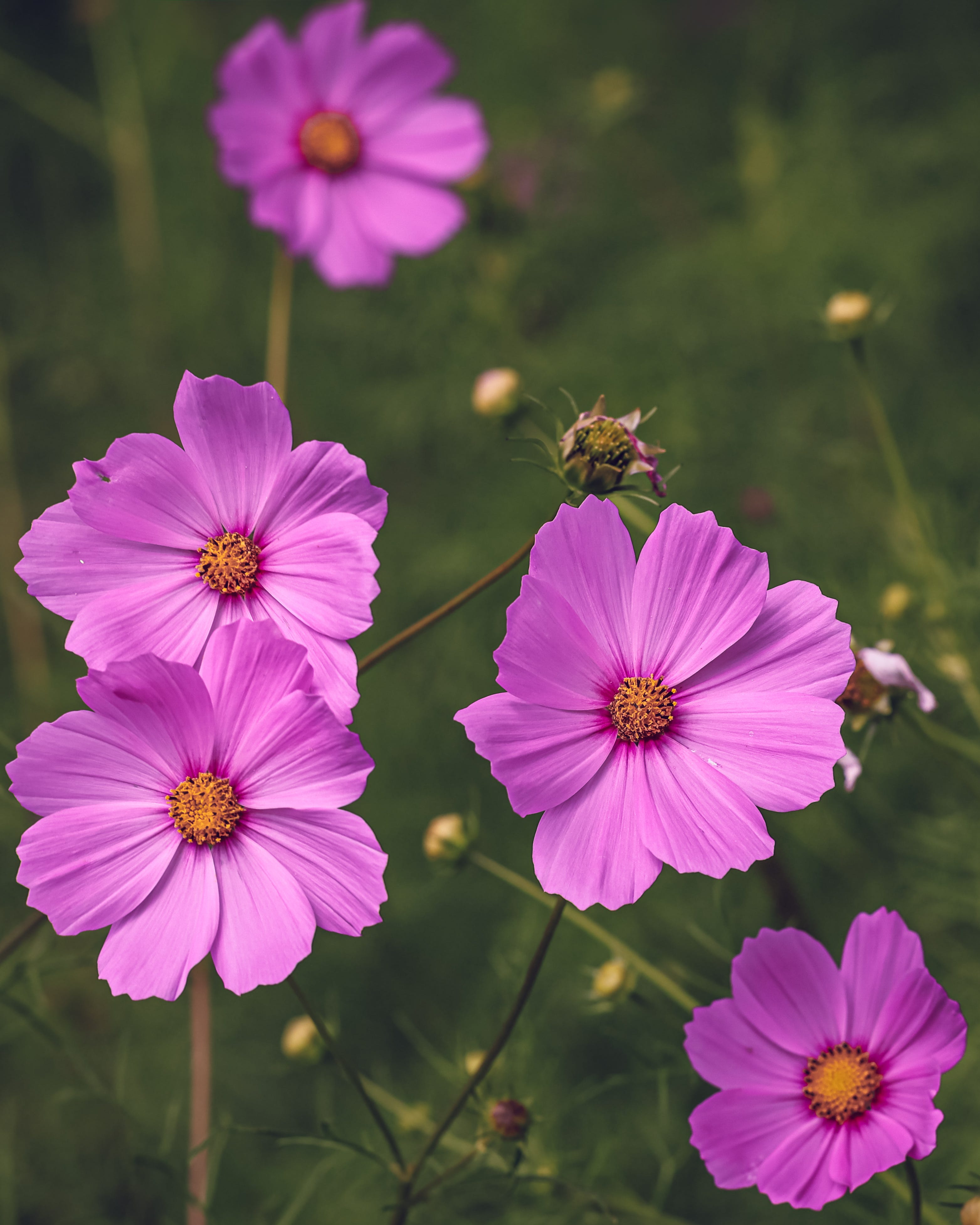 fast growing cosmos flowers