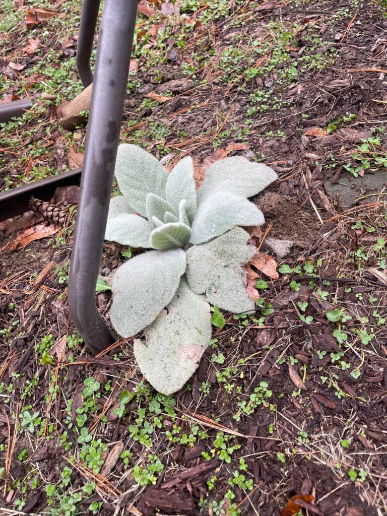 does anyone know this plant?? does anyone know this plant??