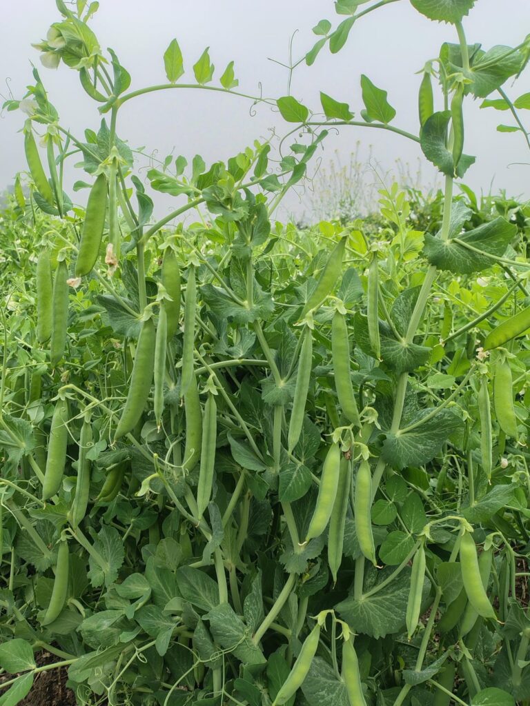 Peas in my farm, grown without fertilizer!