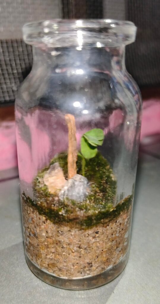 My first mossarium, need some tips. My first mossarium, need some tips.