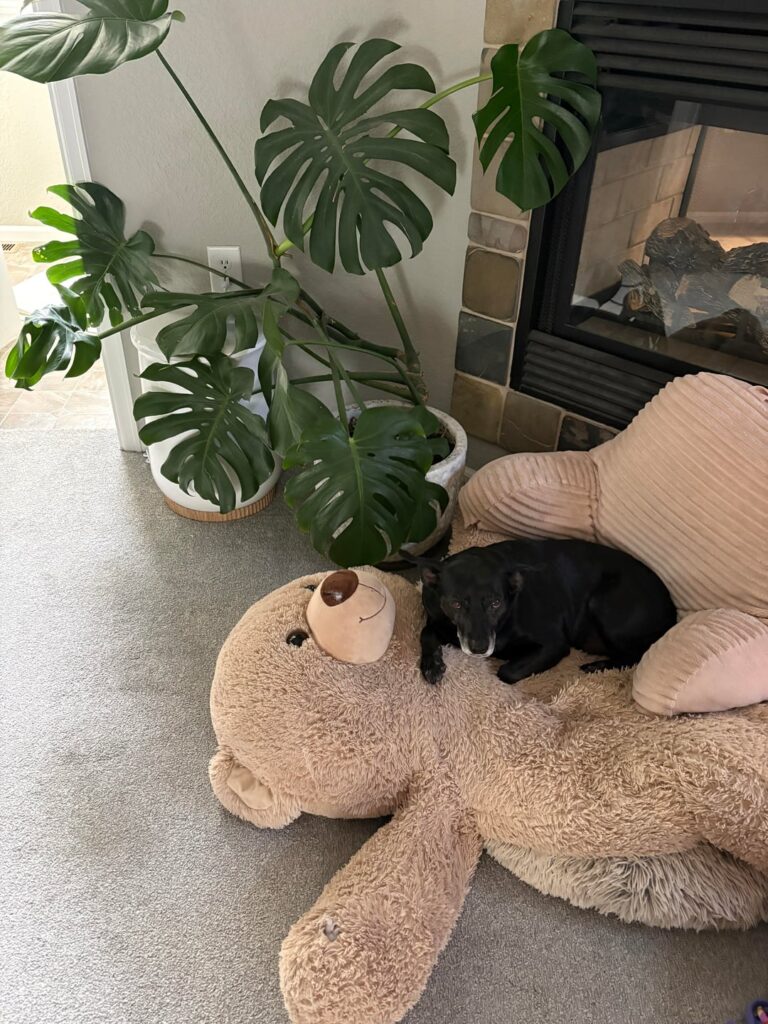 6 year old monstera leaning too far.. help! 6 year old monstera leaning too far.. help!