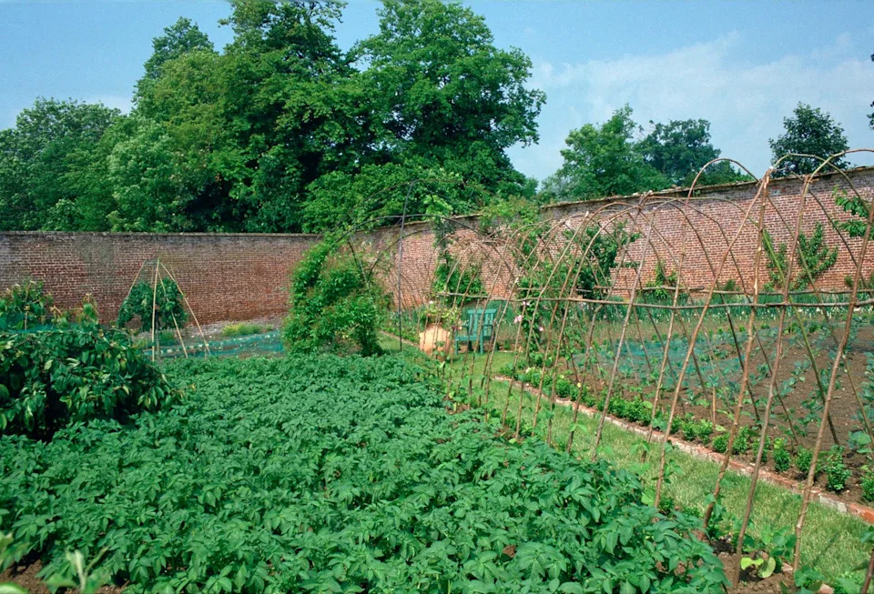 highgrove, united kingdom july 14: vegetable gardens at highgrove house prince charles country home in gloucestershire. (photo by tim graham photo library via getty images)