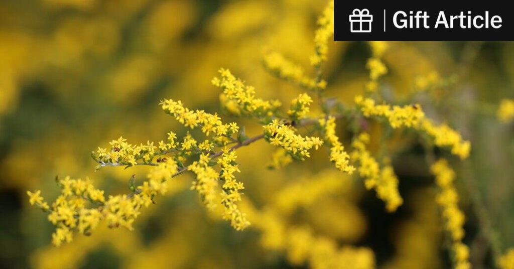 Cultivars, Ecotypes, Hybrids, Etc. - Benefit to Pollinators - Good Article Attached