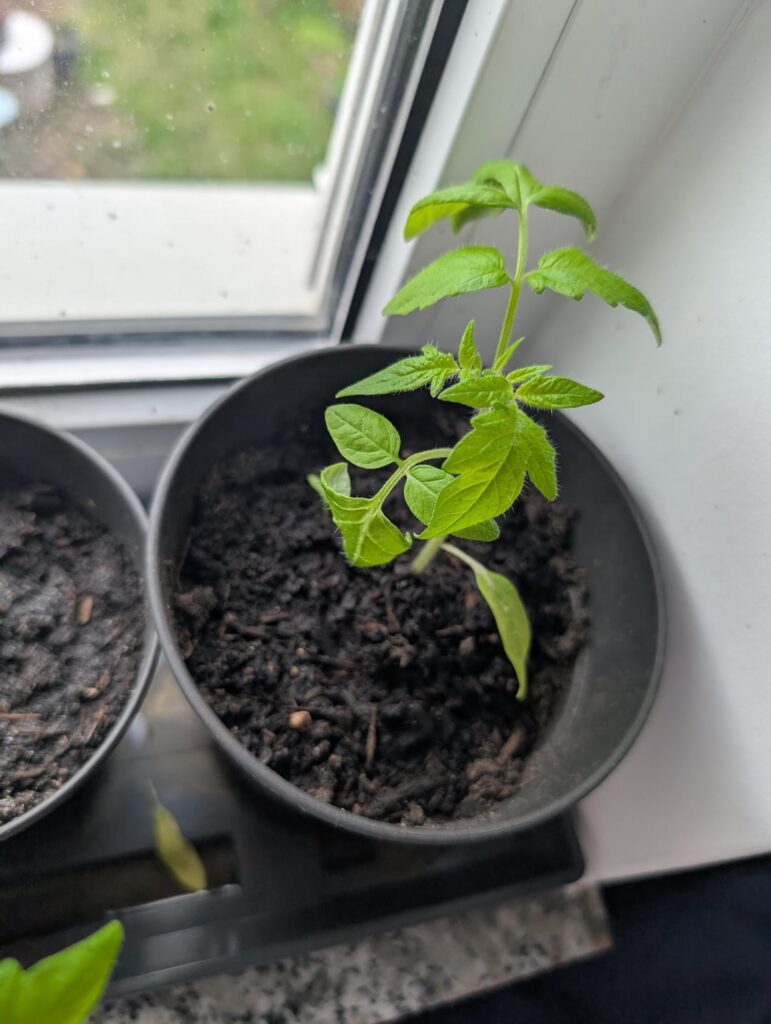 Problems(?) with Tomato babies