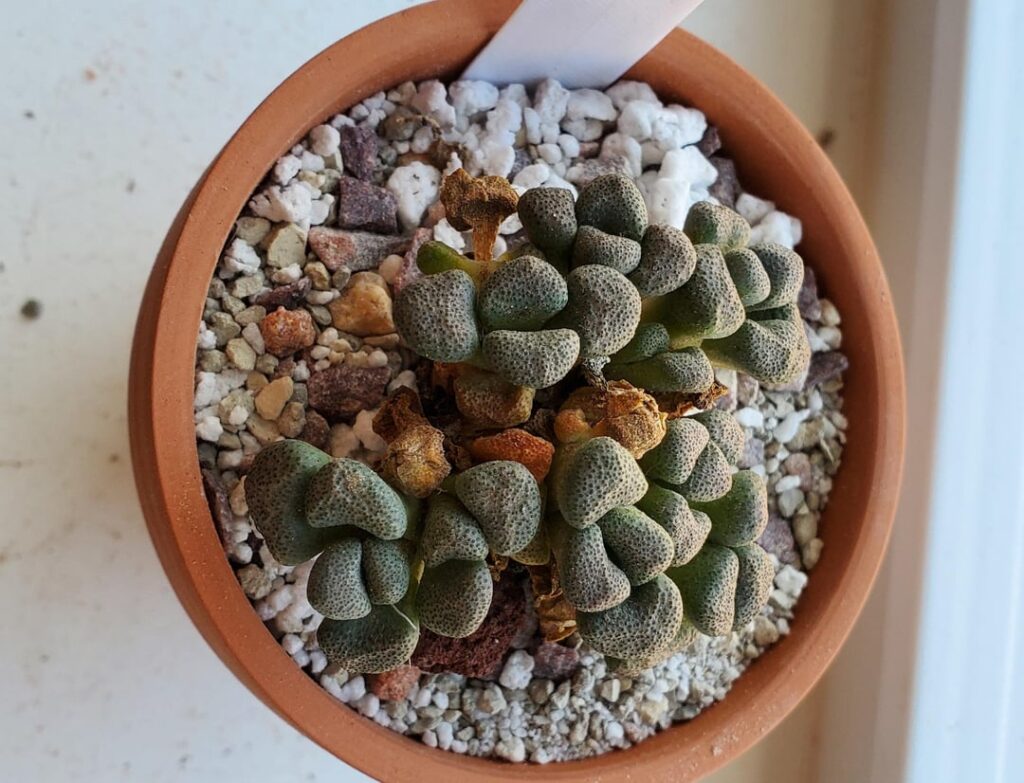 Aloinopsis schooneesii