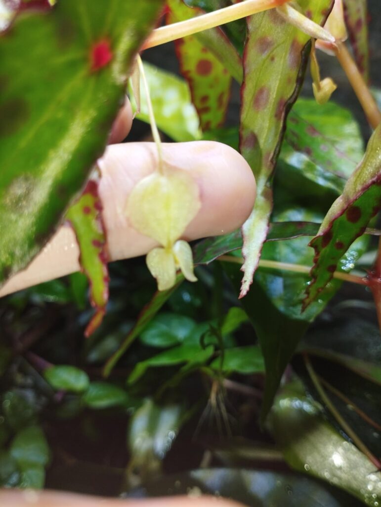 Is that a tiny flower? 🥺🌺 Is that a tiny flower? 🥺🌺
