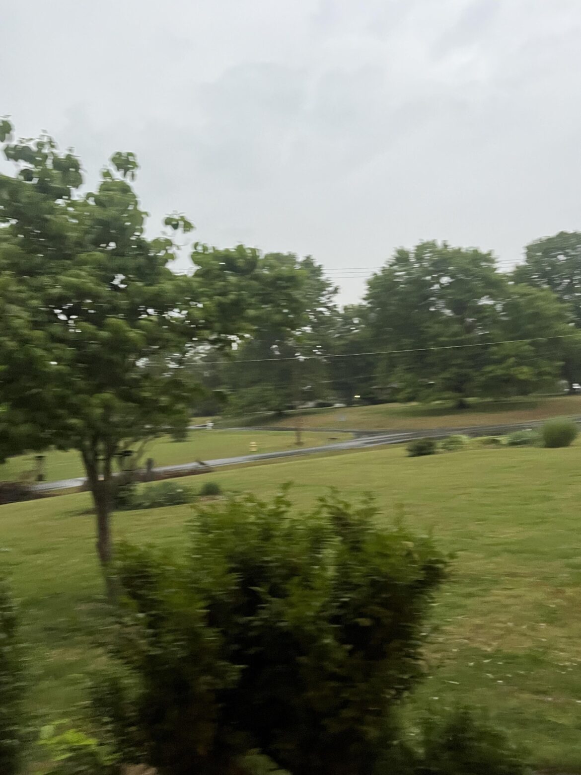 what kind of tree?