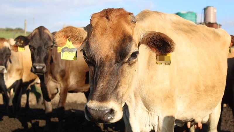 Close to 40% of Garden Route cattle vaccinated for FMD Close to 40% of Garden Route cattle vaccinated for FMD